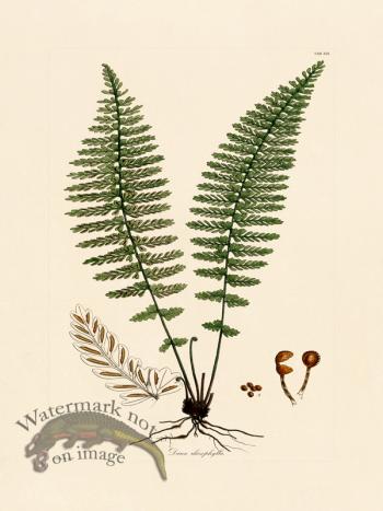 Hooker Fern 19